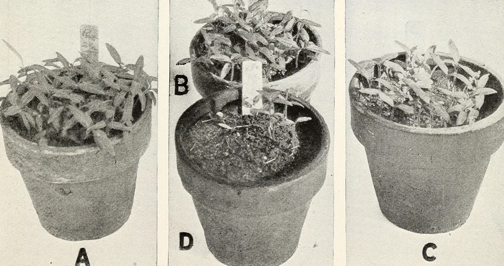 An illustration from Soil disinfection with hot water to control the root-knot nematode and parasitic soil fungi, 1920, leaf 10