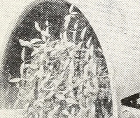 An illustration from Soil disinfection with hot water to control the root-knot nematode and parasitic soil fungi, 1920, leaf 11