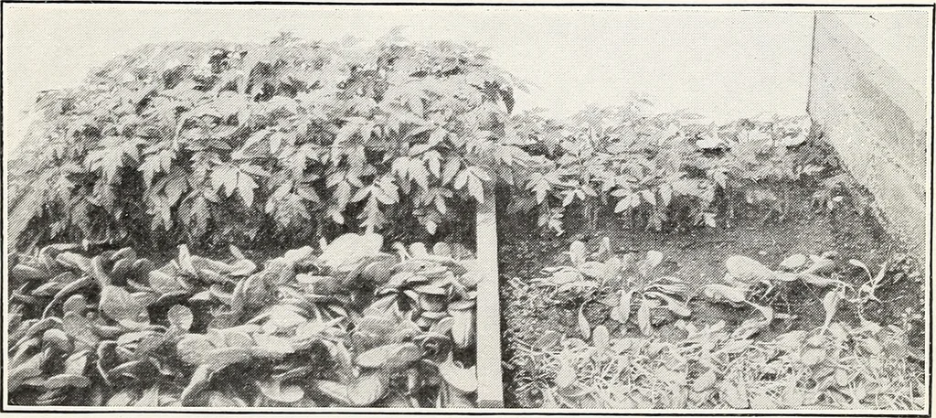 An illustration from Soil disinfection with hot water to control the root-knot nematode and parasitic soil fungi, 1920, leaf 12