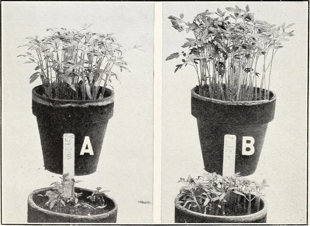 An illustration from Soil disinfection with hot water to control the root-knot nematode and parasitic soil fungi, 1920, leaf 13