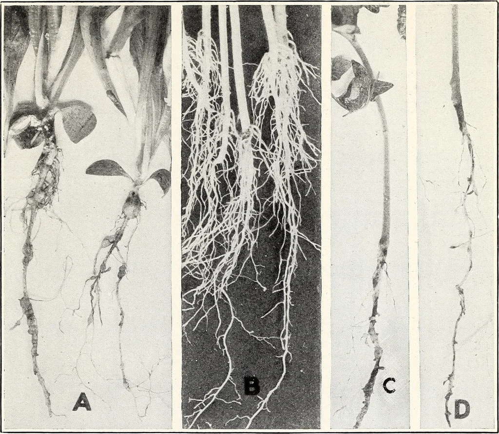 An illustration from Soil disinfection with hot water to control the root-knot nematode and parasitic soil fungi, 1920, leaf 14