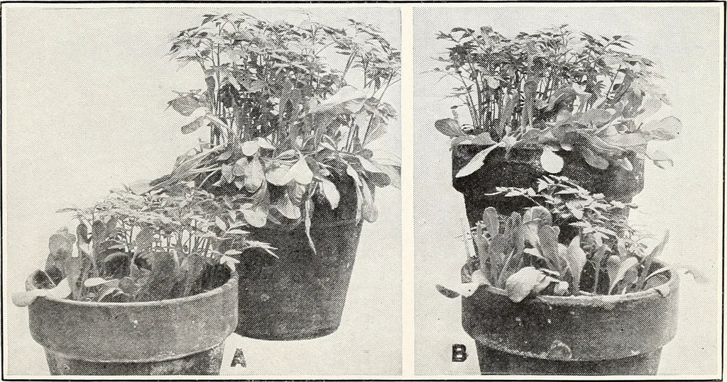 An illustration from Soil disinfection with hot water to control the root-knot nematode and parasitic soil fungi, 1920, leaf 14