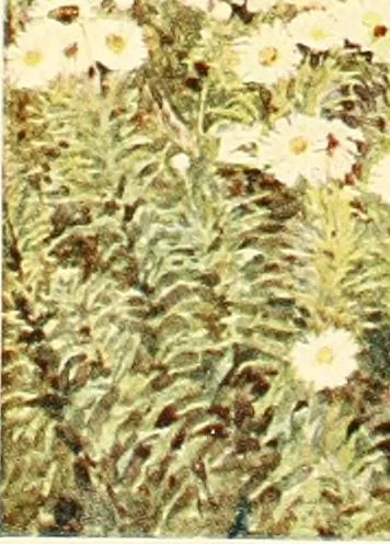 An illustration from Some English gardens;, 1904, leaf 206