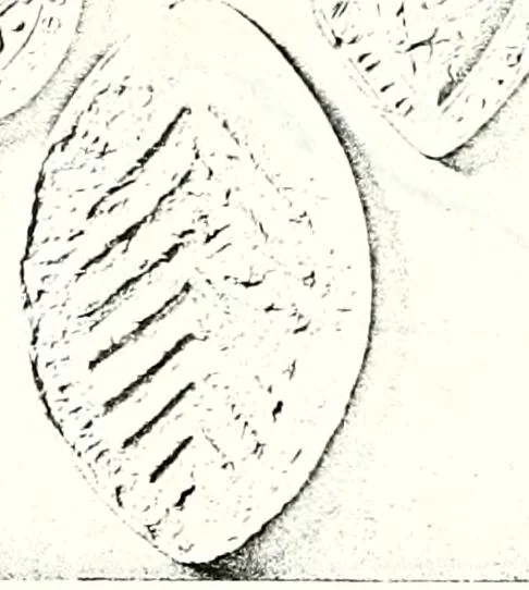 An illustration from Some feudal coats of arms and others, illustrated with 2,000 zinco etchings from the Bayear tapestry, Greek vases, seals, tiles, effigies, brasses and heralcic rolls. Some chart pedigrees, 1902, leaf 30
