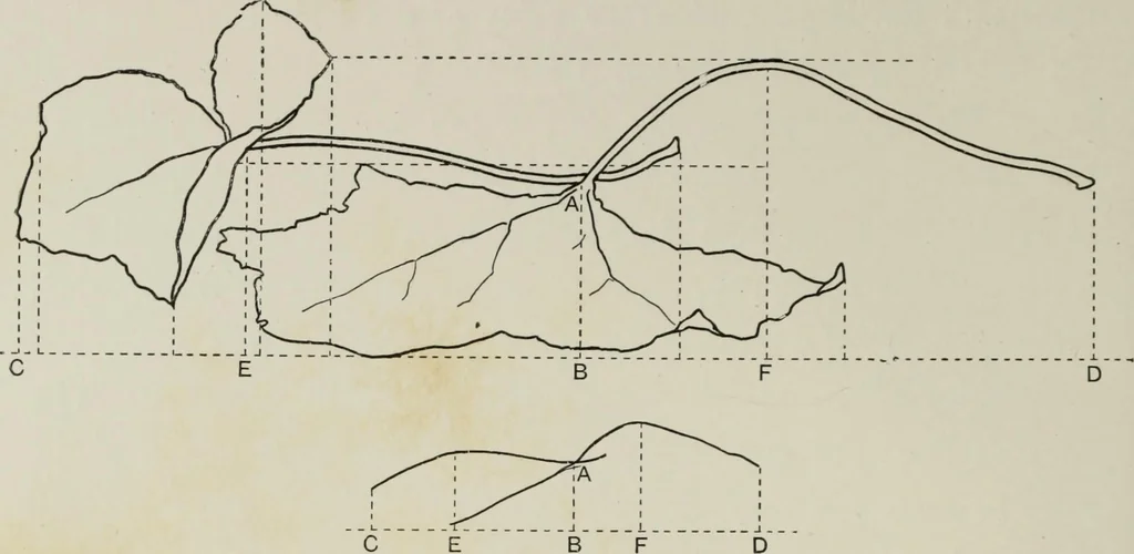 An illustration from Some hints on learning to draw, 1893, leaf 103