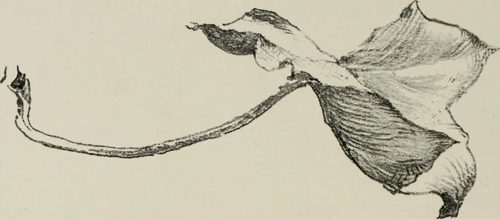 An illustration from Some hints on learning to draw, 1893, leaf 123