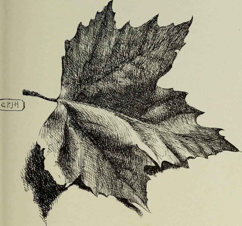 An illustration from Some hints on learning to draw, 1893, leaf 136