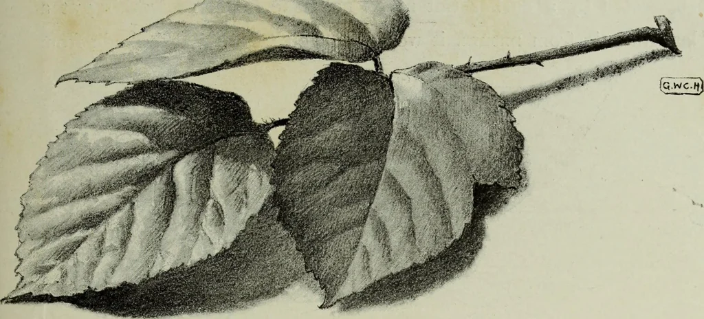An illustration from Some hints on learning to draw, 1893, leaf 138