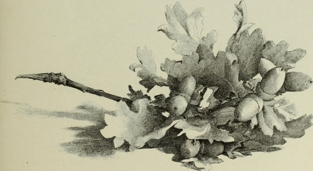 An illustration from Some hints on learning to draw, 1893, leaf 138