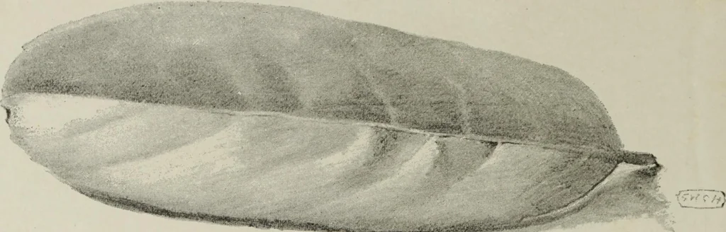 An illustration from Some hints on learning to draw, 1893, leaf 139