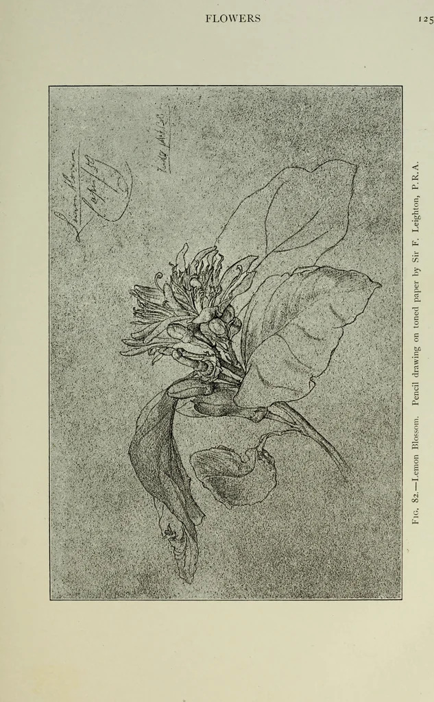 An illustration from Some hints on learning to draw, 1893, leaf 144