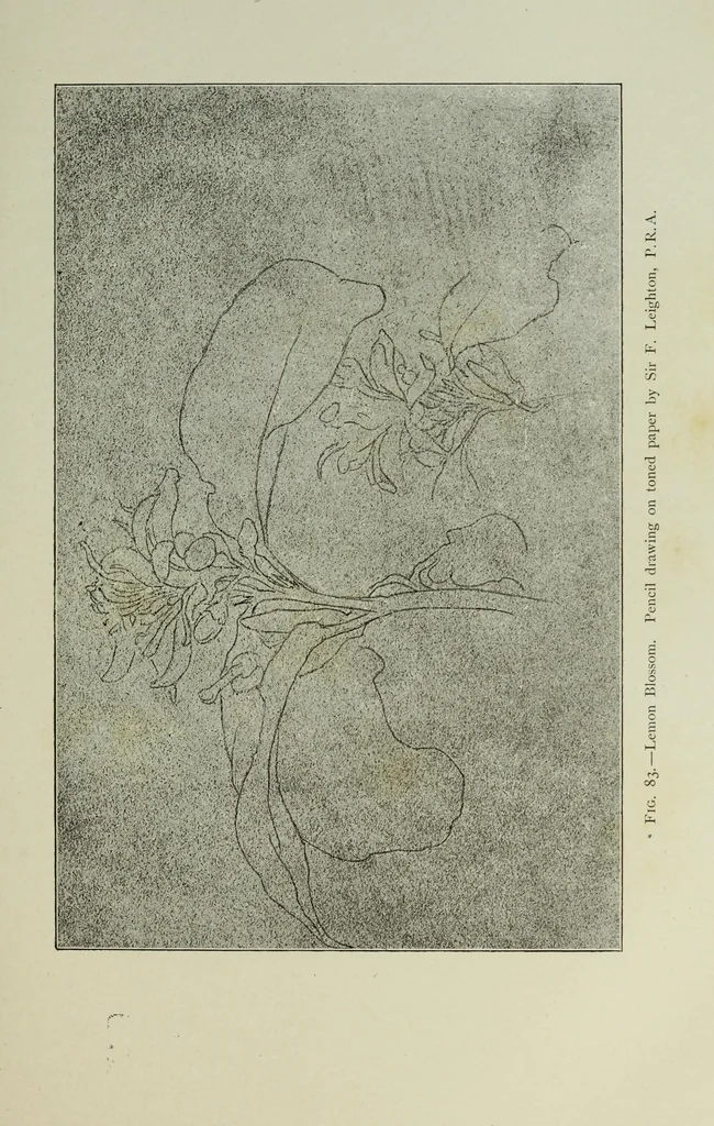 An illustration from Some hints on learning to draw, 1893, leaf 146