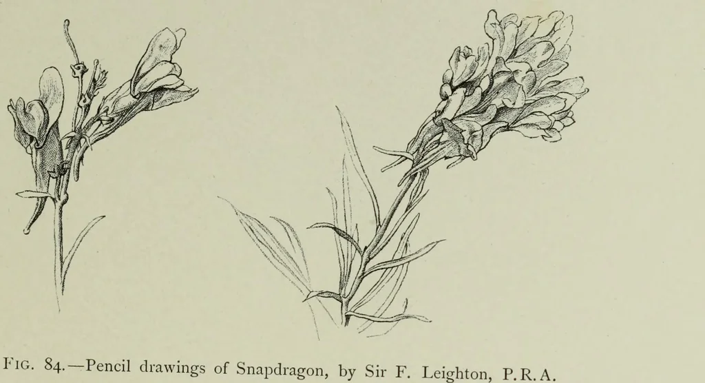 An illustration from Some hints on learning to draw, 1893, leaf 148