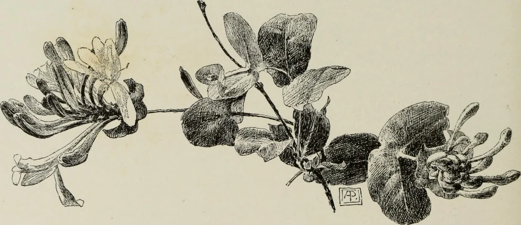 An illustration from Some hints on learning to draw, 1893, leaf 155