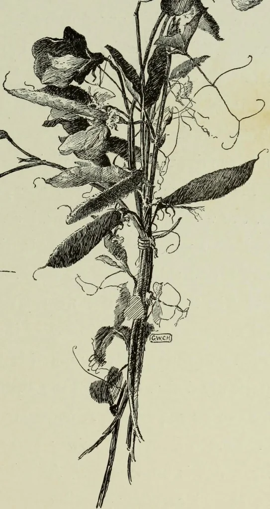 An illustration from Some hints on learning to draw, 1893, leaf 156