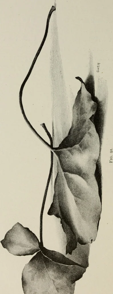 An illustration from Some hints on learning to draw, 1893, leaf 163