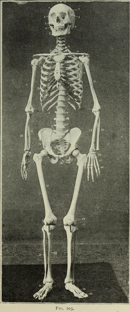 An illustration from Some hints on learning to draw, 1893, leaf 184