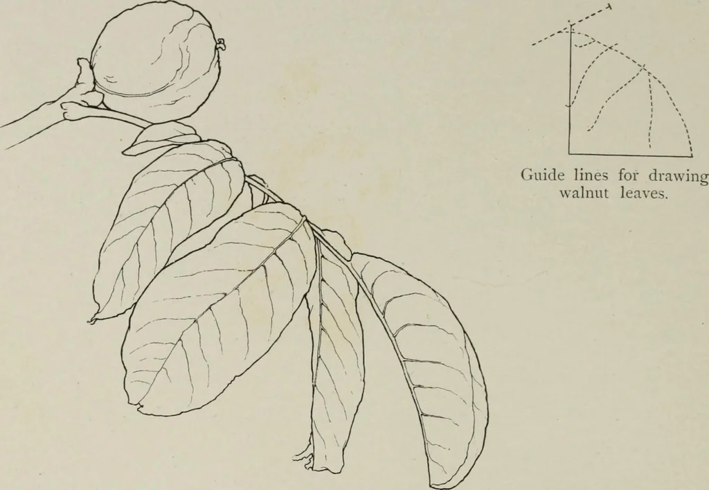 An illustration from Some hints on learning to draw, 1893, leaf 83