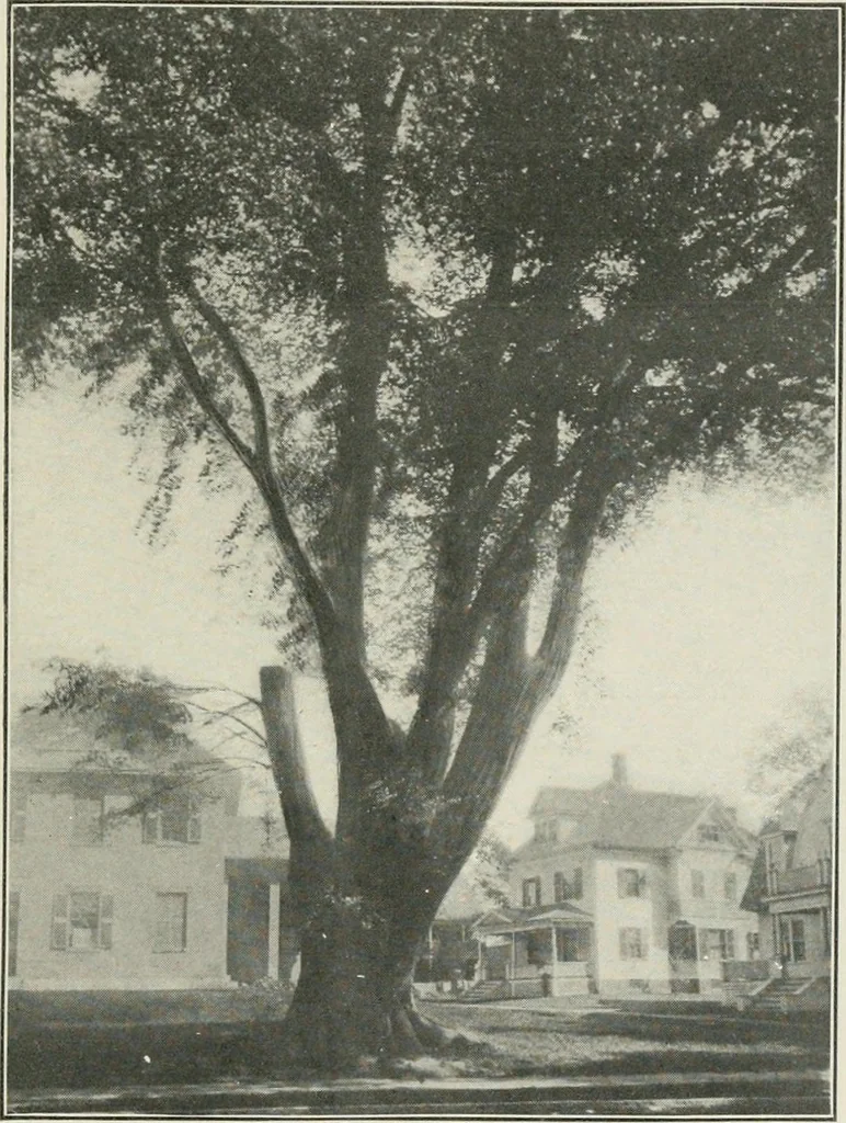 An illustration from Some old time meeting houses of the Connecticut Valley, 1911, leaf 62