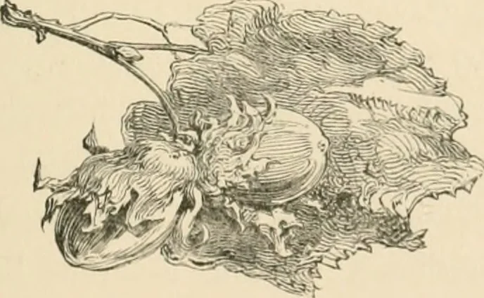 An illustration from Some practical hints on wood engraving for the instruction of reviewers and the public, 1879, leaf 72