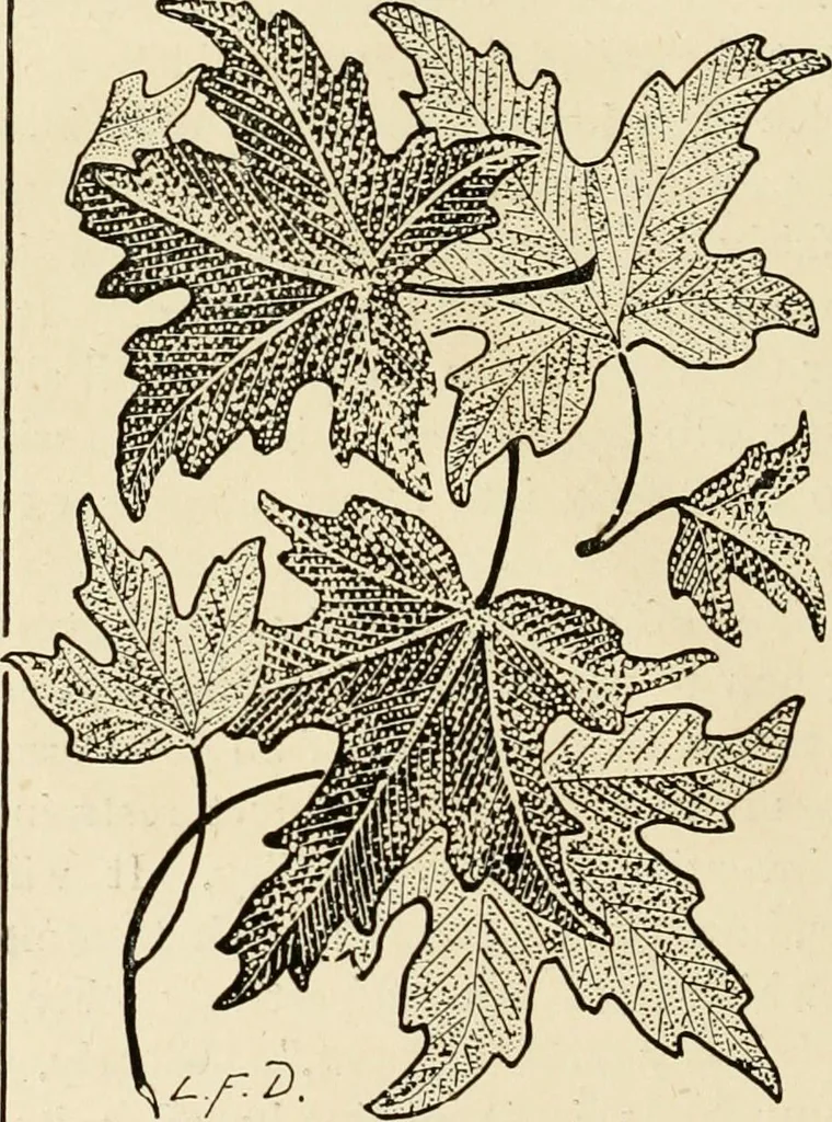 An illustration from Some principles of every-day art: introductory chapters on the arts not fine, 1890, leaf 101