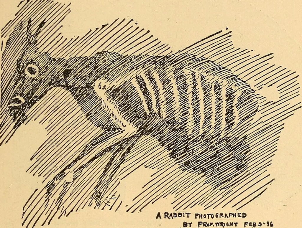 An illustration from Something about X rays for everybody, 1896, leaf 46