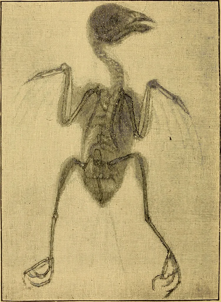 An illustration from Something about X rays for everybody, 1896, leaf 61
