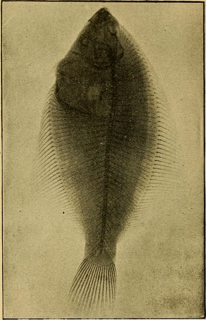 An illustration from Something about X rays for everybody, 1896, leaf 67