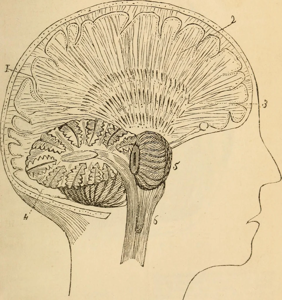 An illustration from Somnolism & psycheism, or, The science of the soul and the phenomena of nervation, as revealed by vital magnetism or mesmerism : considered physiologically and philosophically, with notes of mesmeric and psychical experience, 1851, leaf 246