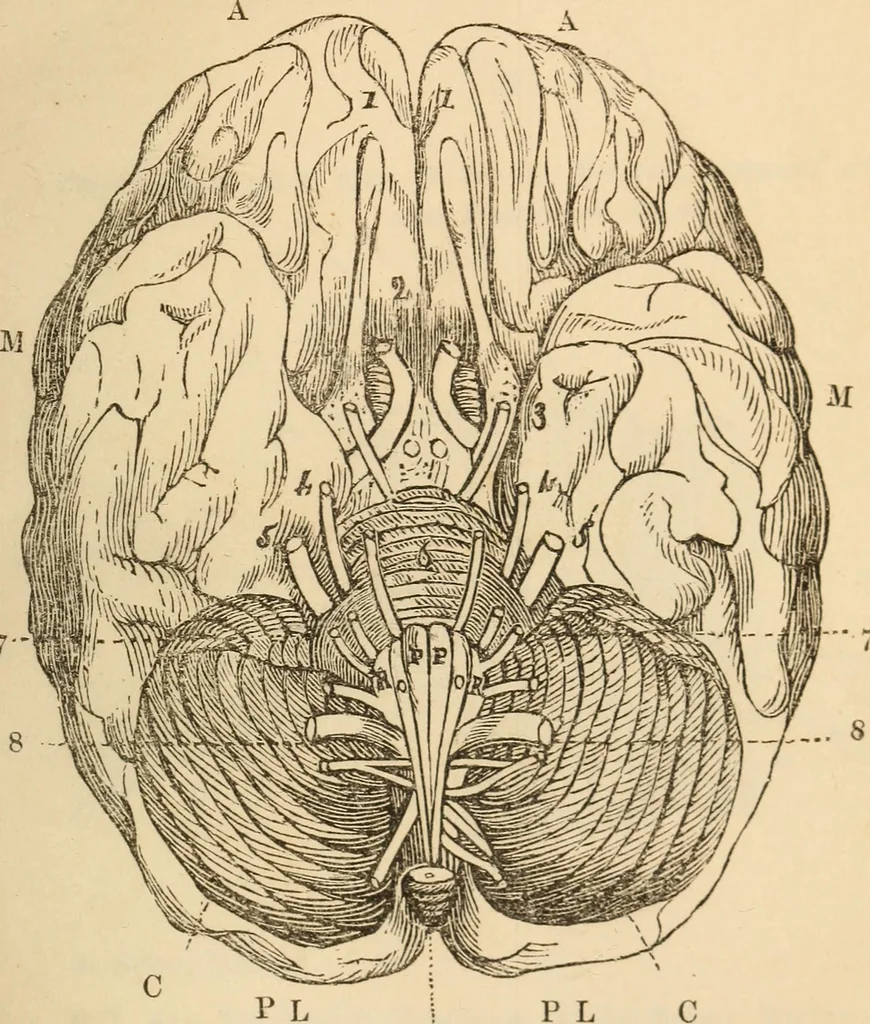 An illustration from Somnolism & psycheism, or, The science of the soul and the phenomena of nervation, as revealed by vital magnetism or mesmerism : considered physiologically and philosophically, with notes of mesmeric and psychical experience, 1851, leaf 248