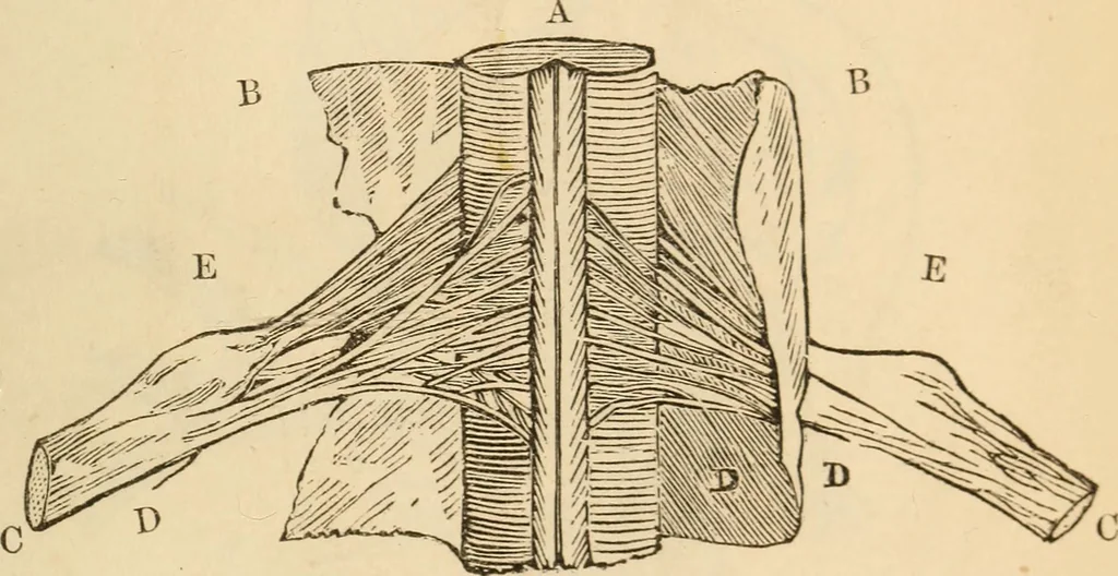 An illustration from Somnolism & psycheism, or, The science of the soul and the phenomena of nervation, as revealed by vital magnetism or mesmerism : considered physiologically and philosophically, with notes of mesmeric and psychical experience, 1851, leaf 250