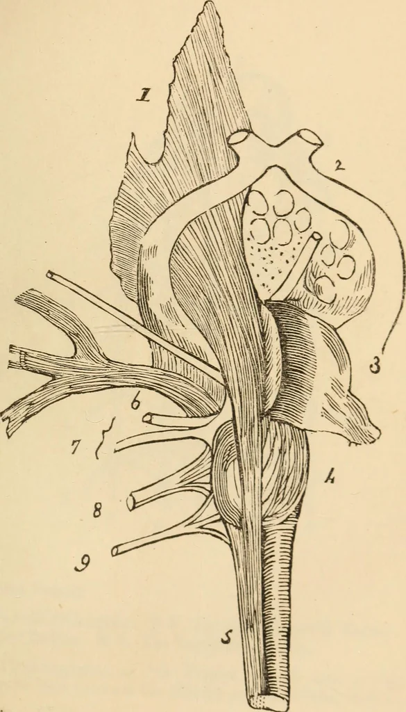 An illustration from Somnolism & psycheism, or, The science of the soul and the phenomena of nervation, as revealed by vital magnetism or mesmerism : considered physiologically and philosophically, with notes of mesmeric and psychical experience, 1851, leaf 252