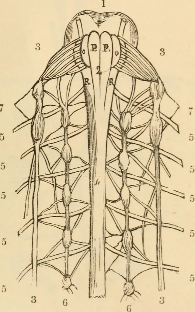 An illustration from Somnolism & psycheism, or, The science of the soul and the phenomena of nervation, as revealed by vital magnetism or mesmerism : considered physiologically and philosophically, with notes of mesmeric and psychical experience, 1851, leaf 254