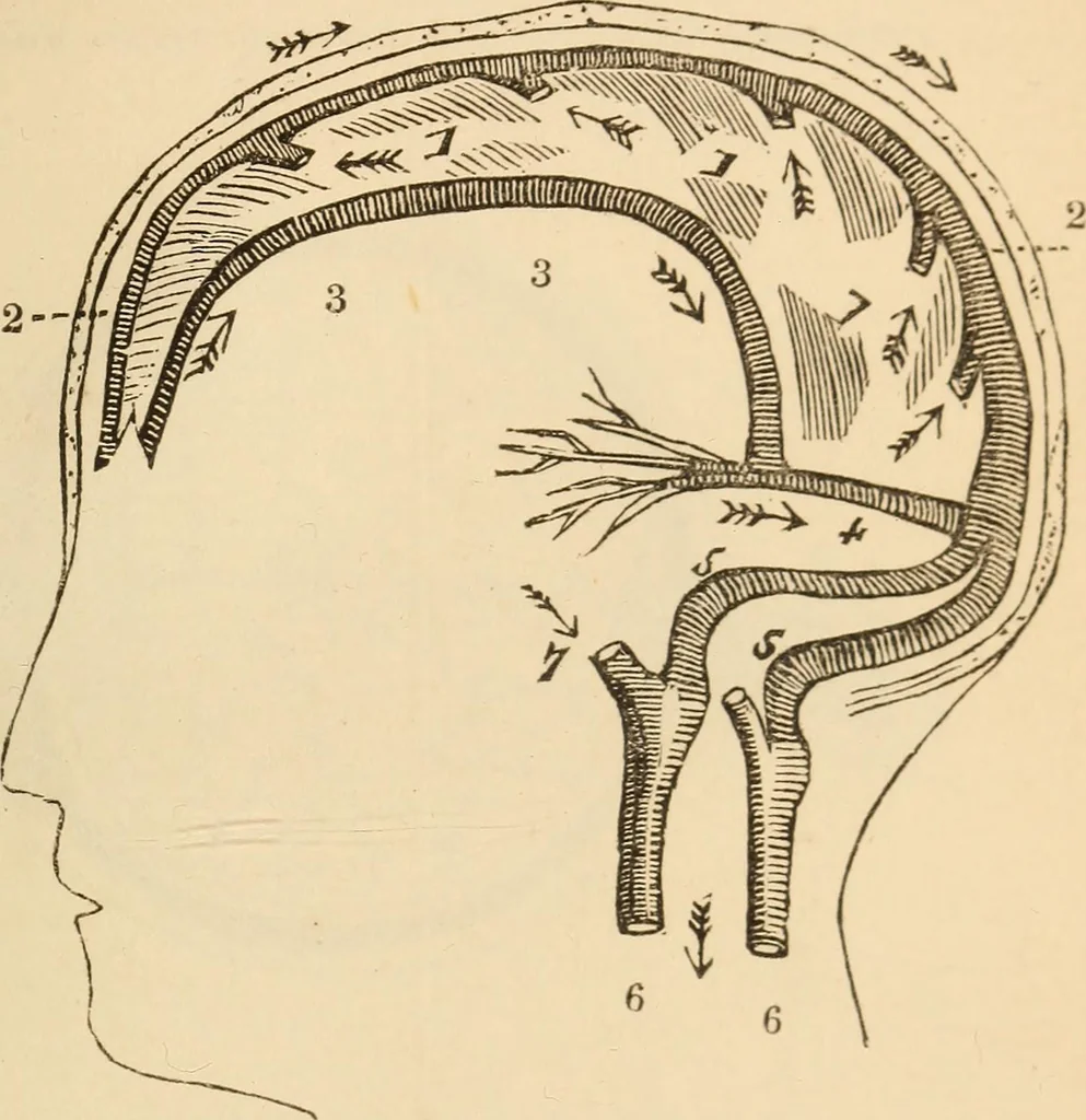 An illustration from Somnolism & psycheism, or, The science of the soul and the phenomena of nervation, as revealed by vital magnetism or mesmerism : considered physiologically and philosophically, with notes of mesmeric and psychical experience, 1851, leaf 258