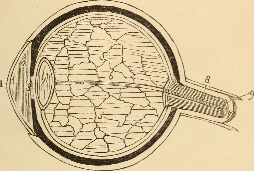 An illustration from Somnolism & psycheism, or, The science of the soul and the phenomena of nervation, as revealed by vital magnetism or mesmerism : considered physiologically and philosophically, with notes of mesmeric and psychical experience, 1851, leaf 260