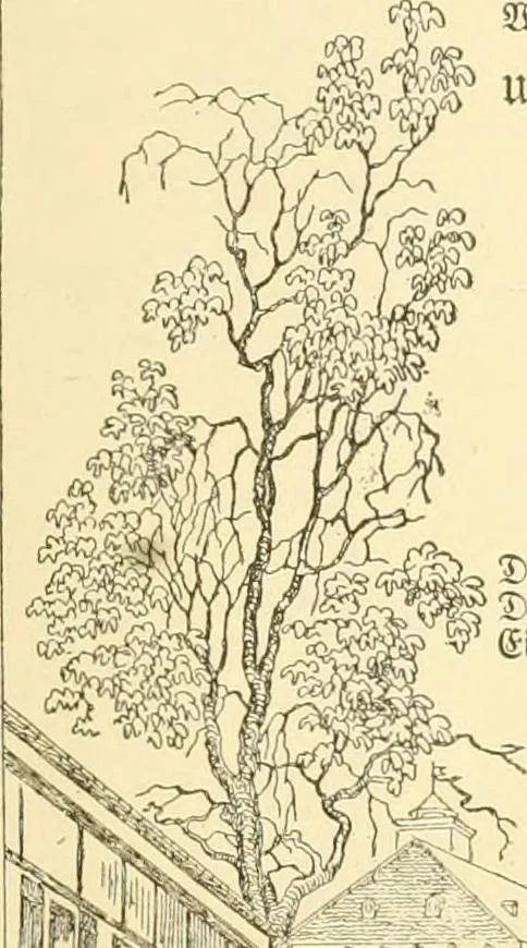 An illustration from The songs and music of Friedrich Froebel's Mother play (Mutter und kose lieder), 1901, leaf 132