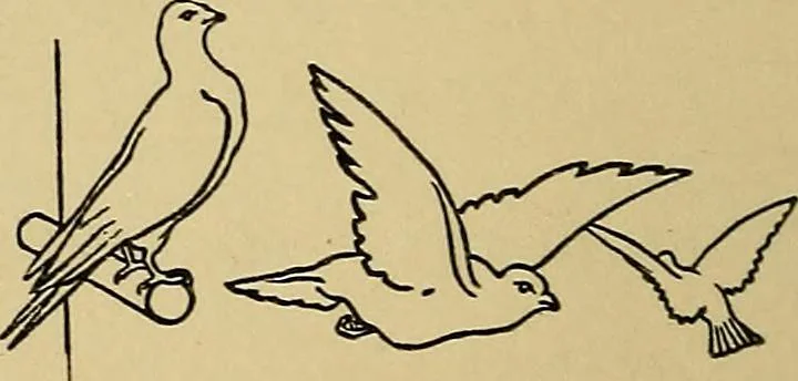 An illustration from The songs and music of Friedrich Froebel's Mother play (Mutter und kose Lieder), 1895, leaf 175