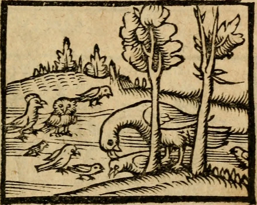 An illustration from Æsopi Phrygis Fabulae graece et latine, cum aliis quibusdam opusculis : quorum indicem sequens pagella indicabit, 1616, leaf 142