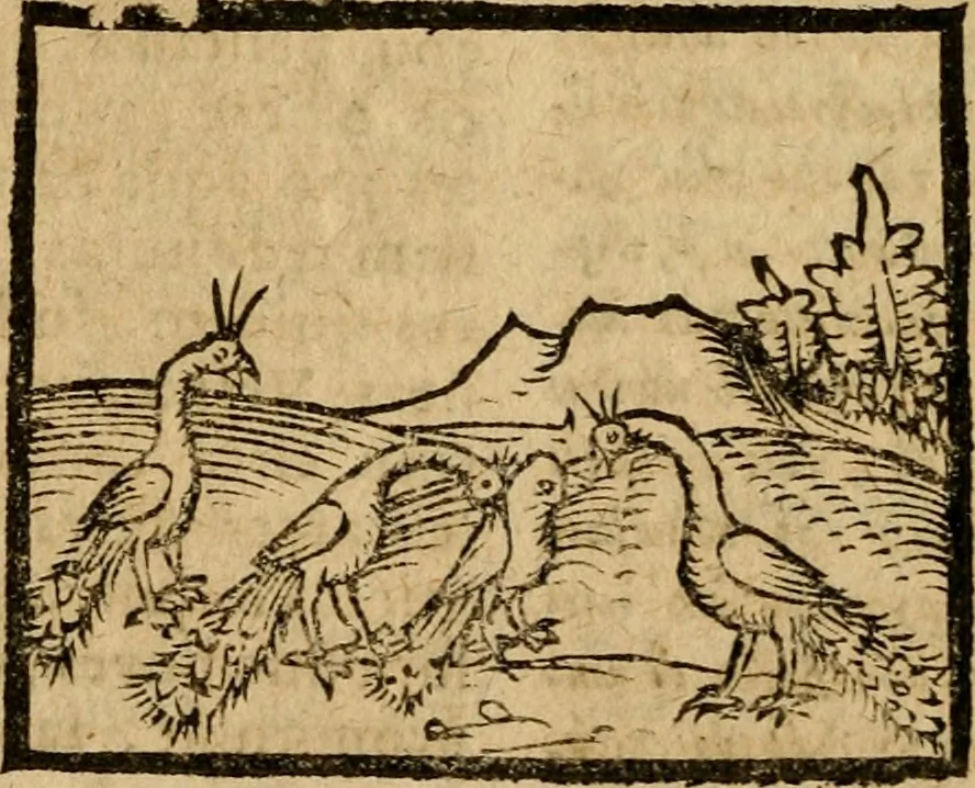 An illustration from Æsopi Phrygis Fabulae graece et latine, cum aliis quibusdam opusculis : quorum indicem sequens pagella indicabit, 1616, leaf 215