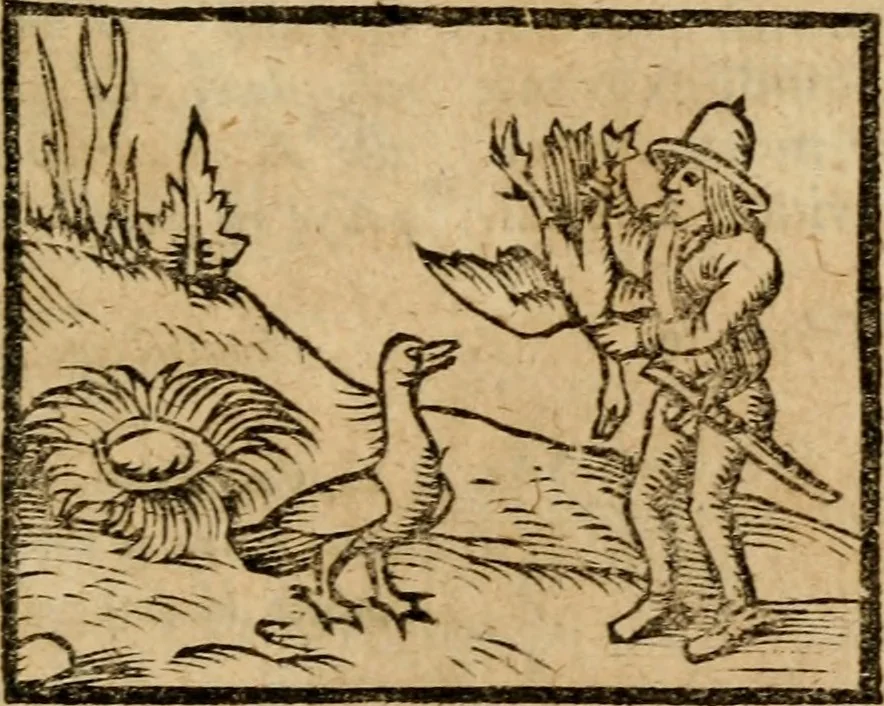 An illustration from Æsopi Phrygis Fabulae graece et latine, cum aliis quibusdam opusculis : quorum indicem sequens pagella indicabit, 1616, leaf 244