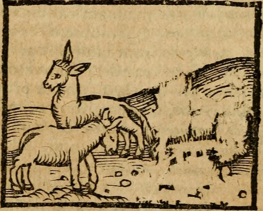 An illustration from Æsopi Phrygis Fabulae graece et latine, cum aliis quibusdam opusculis : quorum indicem sequens pagella indicabit, 1616, leaf 285