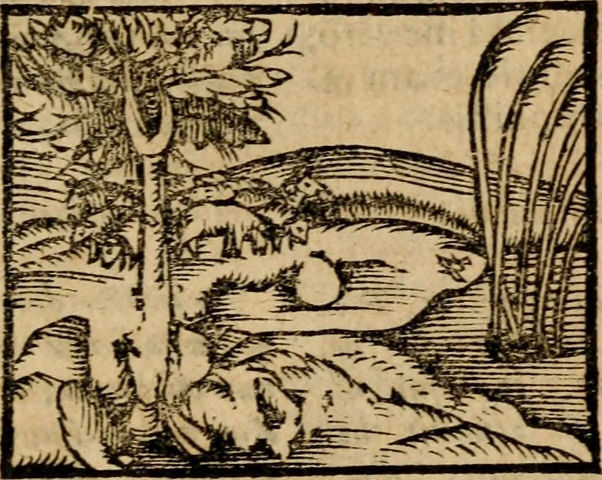 An illustration from Æsopi Phrygis Fabulae graece et latine, cum aliis quibusdam opusculis : quorum indicem sequens pagella indicabit, 1616, leaf 298