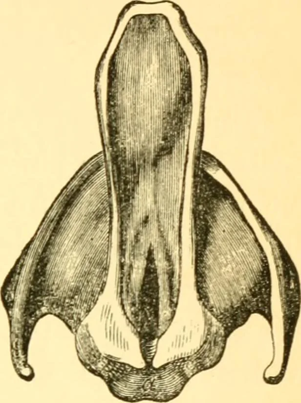 An illustration from Sound, 1895, leaf 218