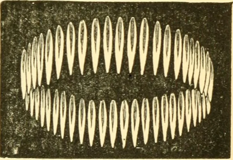 An illustration from Sound, 1895, leaf 264