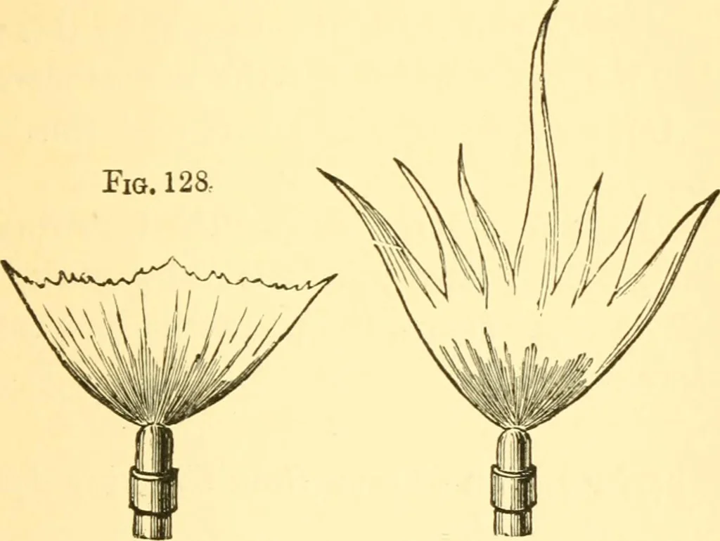 An illustration from Sound, 1895, leaf 276