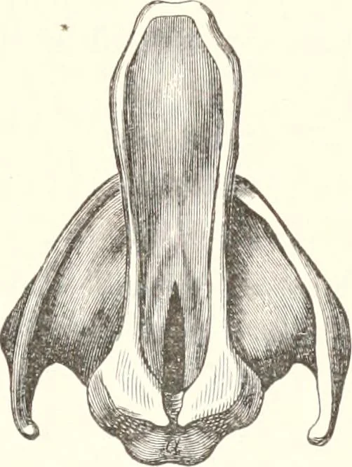 An illustration from Sound, 1897, leaf 234