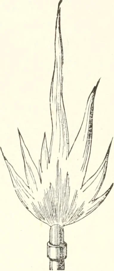 An illustration from Sound, 1897, leaf 269