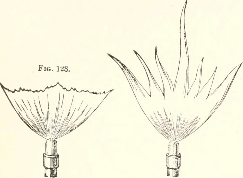 An illustration from Sound, 1897, leaf 270