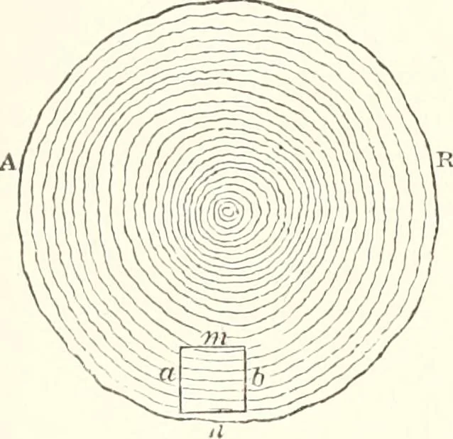 An illustration from Sound, 1897, leaf 77