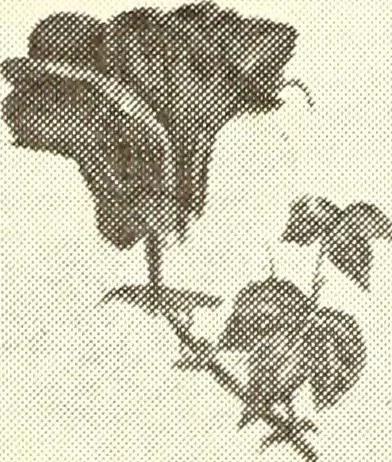 An illustration from Southern textile bulletin, 1911, leaf 279